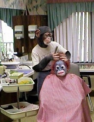 Humor - 1773885