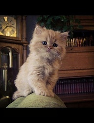 Zwierzaki Koty - 1664249