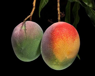 MANGO - obniża poziom cukru we krwi, zapobiega nowotworom.
