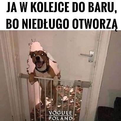 Zobacz memy na temat końca lockdownu!