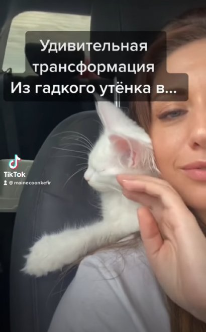 Gigantyczny kot z Rosji podbija Internet! Nikt nie spodziewał się, że będzie aż tak duży!